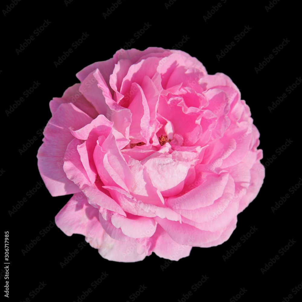 Beautiful pink rose isolated on a black background Beautiful pink rose isolated on a black background