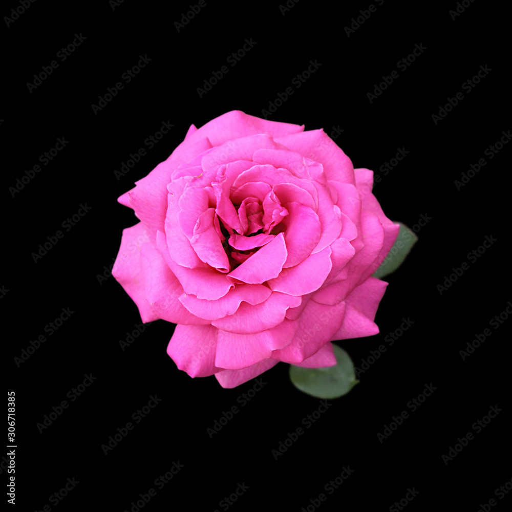 Beautiful pink rose isolated on a black background Beautiful pink rose isolated on a black background