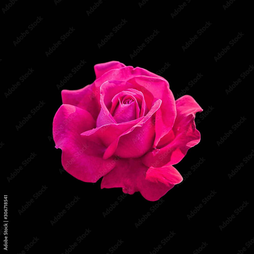 Beautiful pink rose isolated on a black background Beautiful pink rose isolated on a black background