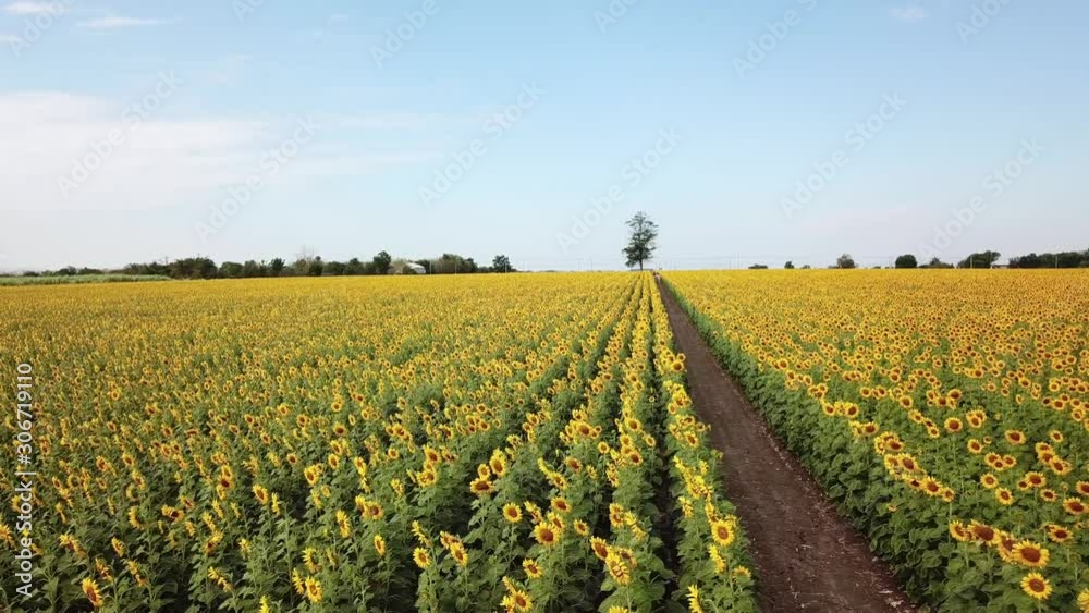 Top view from drone: Beautiful sunflower field on summer with blue sky and white cloudy at Lop buri province,THAILAND Top view from drone: Beautiful sunflower field on summer with blue sky and white cloudy at Lop buri province,THAILAND