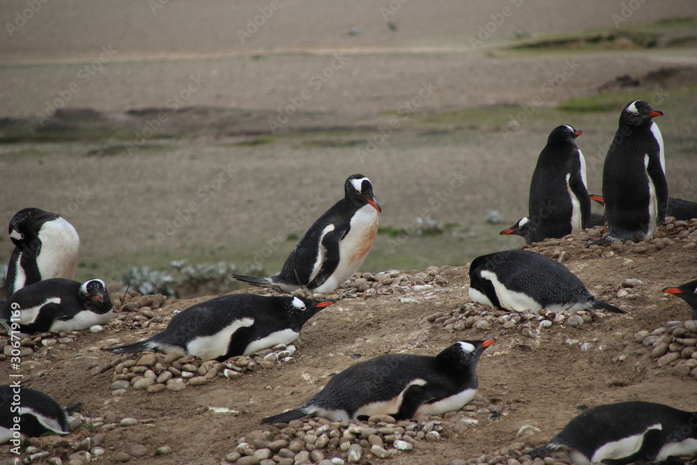 Naklejka premium Nistende Pinguin Kolonie - Falklandinseln Strand