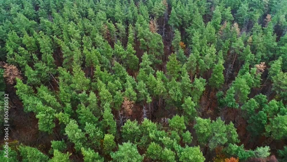 Pine forest aerial view. Power strength prosperity. Green trees landscape. Pine forest aerial view. Power strength prosperity. Green trees landscape.