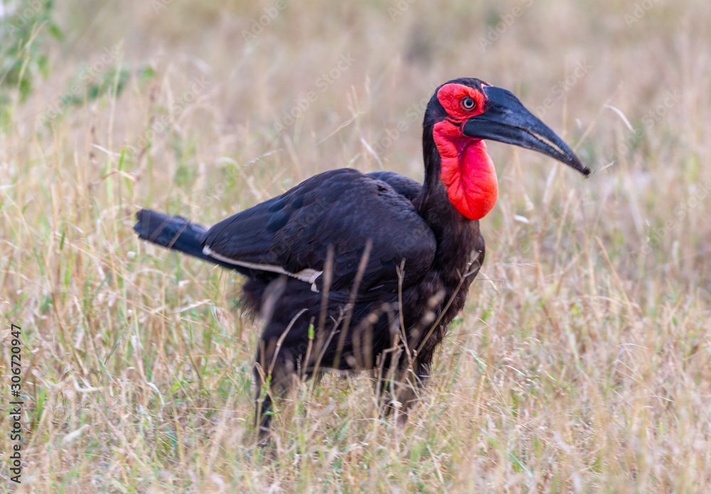 Fototapeta premium southern ground hornbill