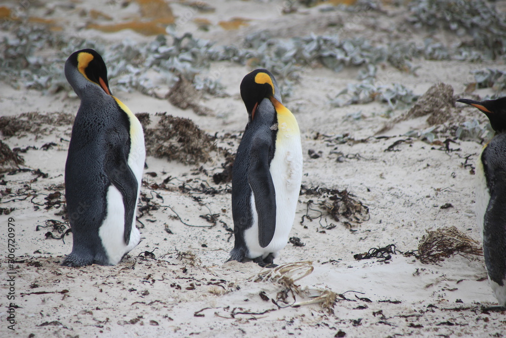 Fototapeta premium Königspinguine am Strand - Falklandinseln - Großer Pinguin