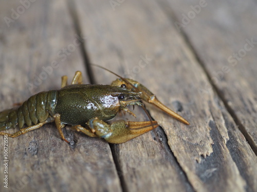 live crayfish on a wooden ancient background
