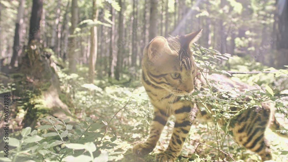 One cat in a city park. Bengal wildcat walk on the forest in collar. Asian Jungle Cat or Swamp or Reed. Domesticated leopard cat hiding, hunting and playing in grass. Domestic cat in outdoor nature.