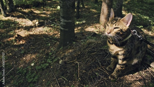 One cat in a city park. Bengal wildcat walk on the forest in collar. Asian Jungle Cat or Swamp or Reed. Domesticated leopard cat hiding, hunting and playing in grass. Domestic cat in outdoor nature.