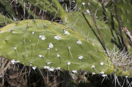 Dactylopius coccus cochineals scale insects this hemiptero also called carmine bug is a pest that is ending the prickly pears in much of Andalusia