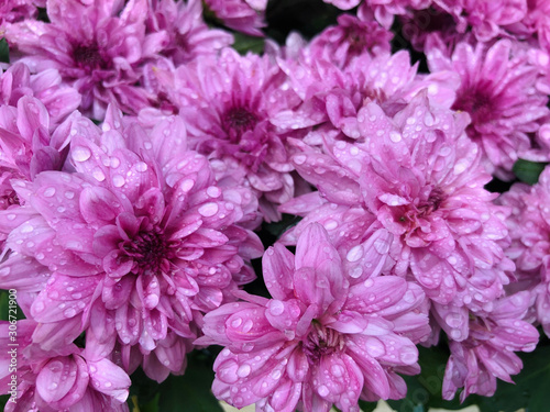 close up blooming beautiful pink flowers with water drops on chrysanthemum petals pattern blossom blooming botanical flowers in the garden