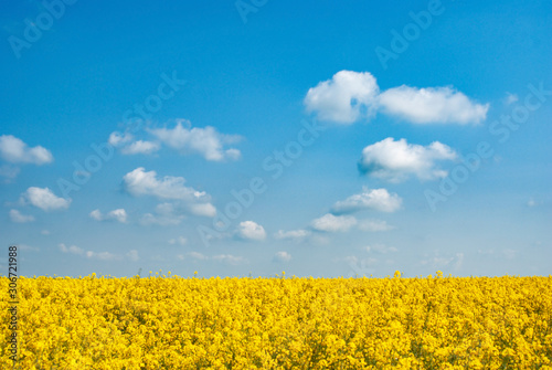 Harvest ready canola field under blue cloudy sky sunny day © Mikhailov Studio