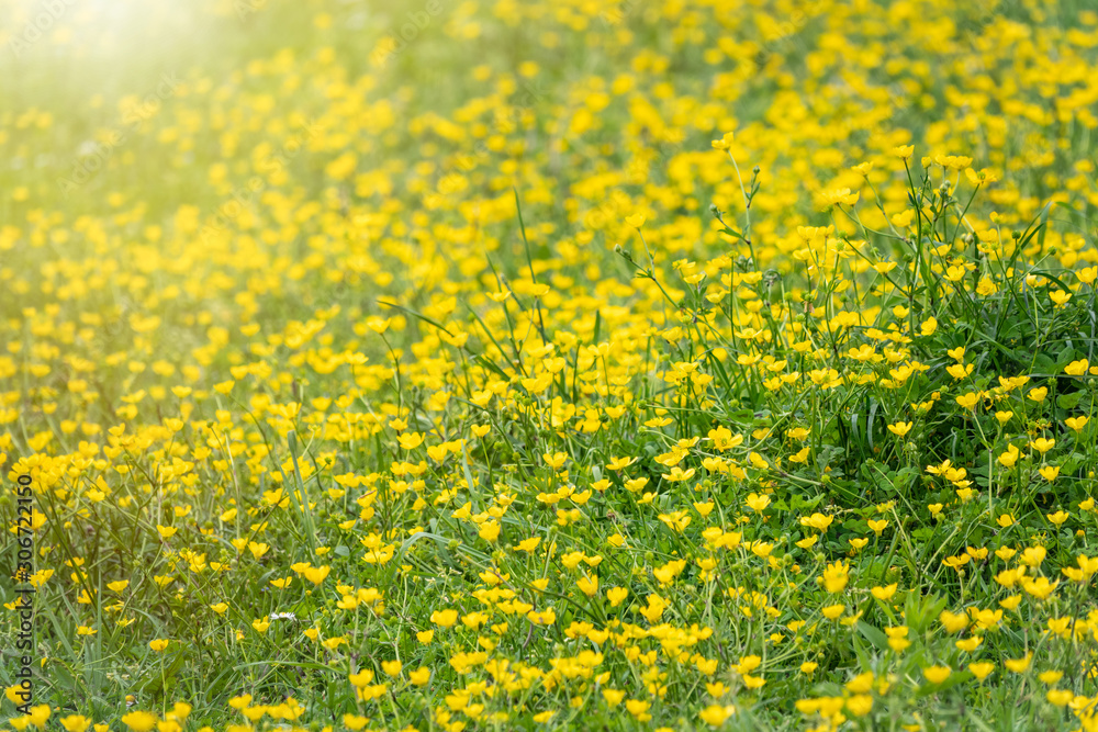 Green meadow with yellow wildflowers in the sunlight. Summer or spring background with copy space. Yellow flowers of buttercup mountain Ranunculus montanus. Green meadow with yellow wildflowers in the sunlight. Summer or spring background with copy space. Yellow flowers of buttercup mountain Ranunculus montanus.