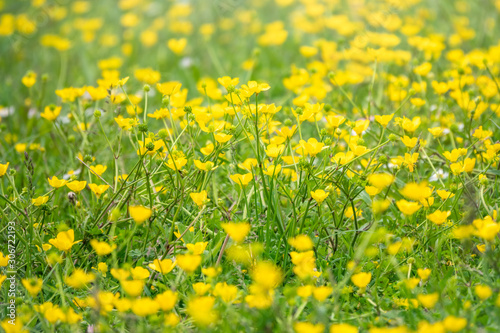 Green meadow with yellow wildflowers in the sunlight. Summer or spring background with copy space. Yellow flowers of buttercup mountain Ranunculus montanus. © Dmitrii Potashkin
