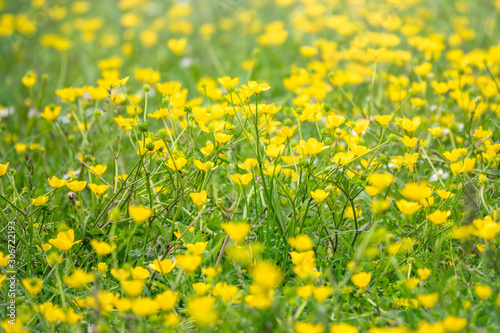 Green meadow with yellow wildflowers in the sunlight. Summer or spring background with copy space. Yellow flowers of buttercup mountain Ranunculus montanus.