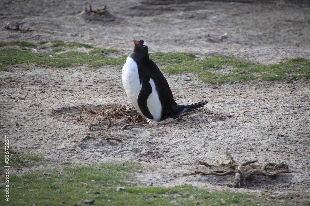 Fototapeta premium Nistende Pinguin - gentoo Eselspinguin - Falklandinseln