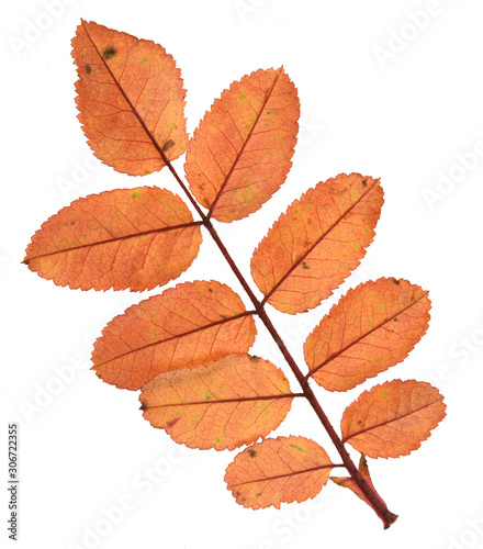 autumn leaves isolated on white background