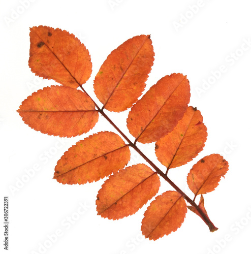 autumn leaves isolated on white background