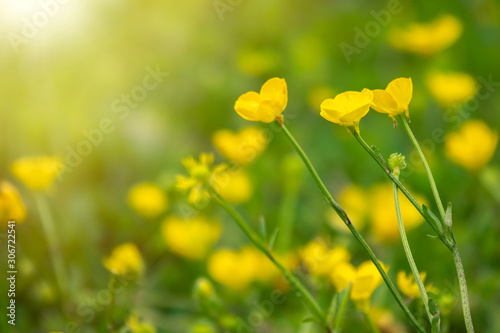 Yellow flowers of buttercup mountain Ranunculus montanus. photo