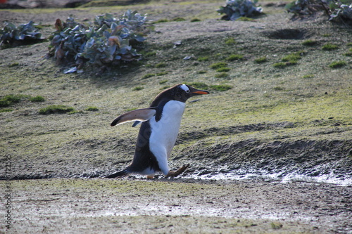 Laufender Pinguin auf Falklandinseln im Gras