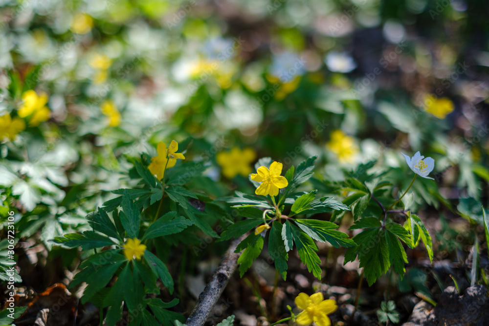 blur background tree leaves in wet autumn. foliage details in nature