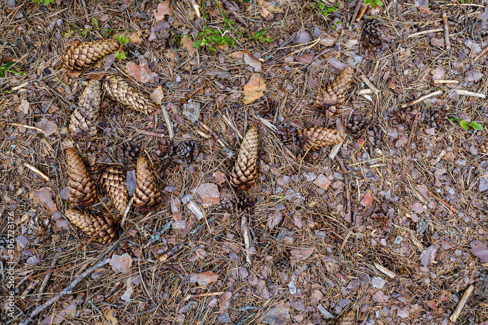 abstract texture from natural materials in wet autumn day abstract texture from natural materials in wet autumn day