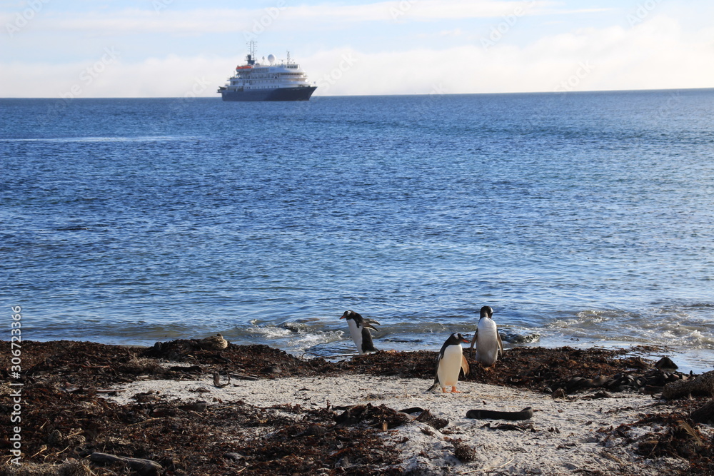 Pinguine am Strand mit Blick auf Schiff - Falklandinseln