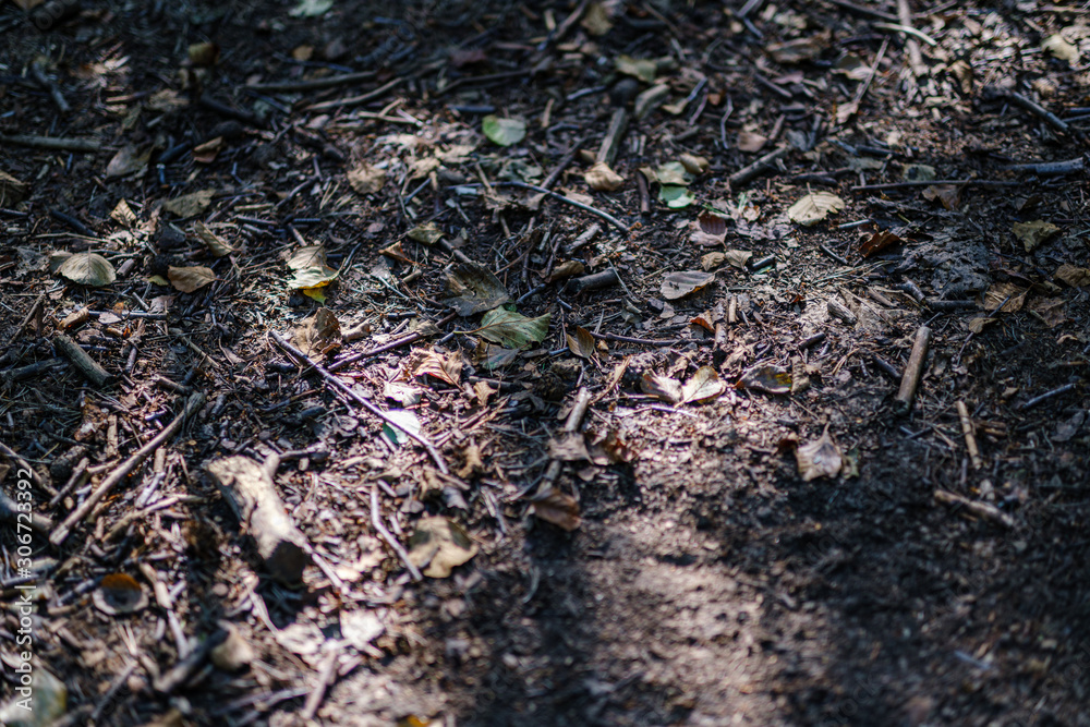 chaotic lush forest detail abstract texture of old and new wood trunks chaotic lush forest detail abstract texture of old and new wood trunks