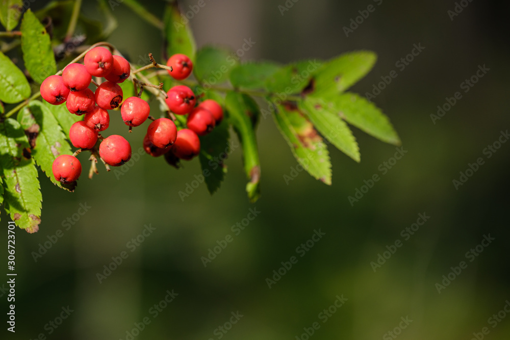 blur background tree leaves in wet autumn. foliage details in nature