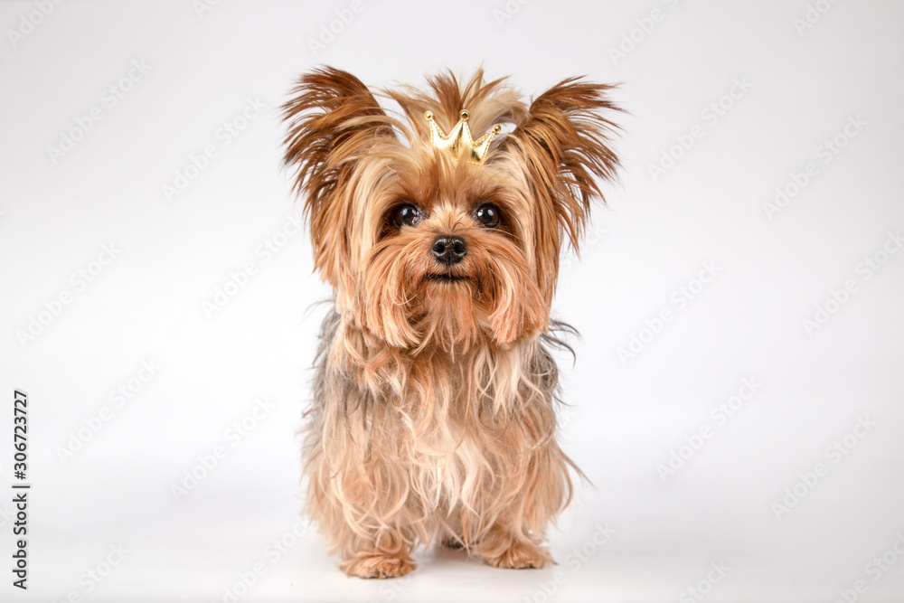 Portrait of dog of breed Yorkshire Terrier with a rubber on the crown-shaped head on white background.