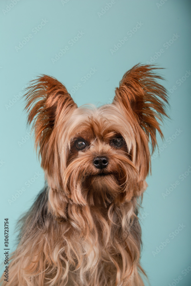 Portrait of beautiful Yorkshire Terrier on blue background. Isolated image