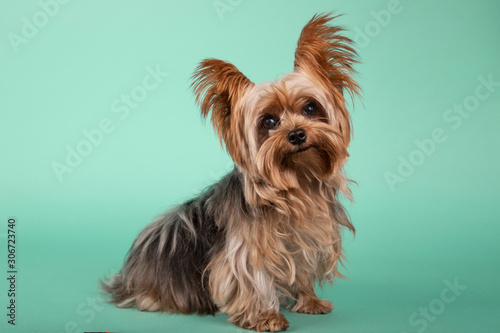 Portrait of beautiful Yorkshire Terrier sitting in profile looking at camera on green background. photo