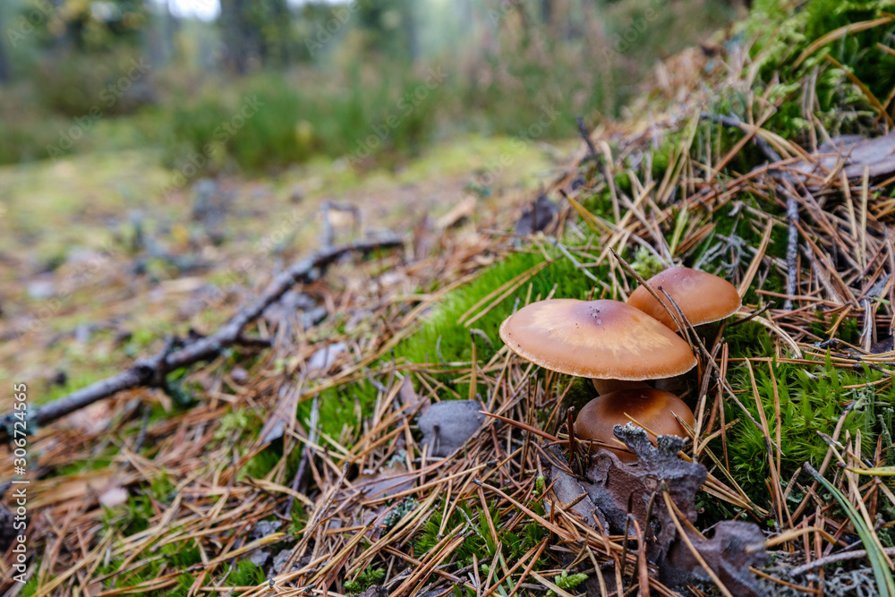 gathering mushrooms in wet autumn forest gathering mushrooms in wet autumn forest