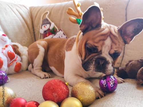 Merry Christmas from French bulldog Masya. French bulldog prepares toys for the New Year!. photo