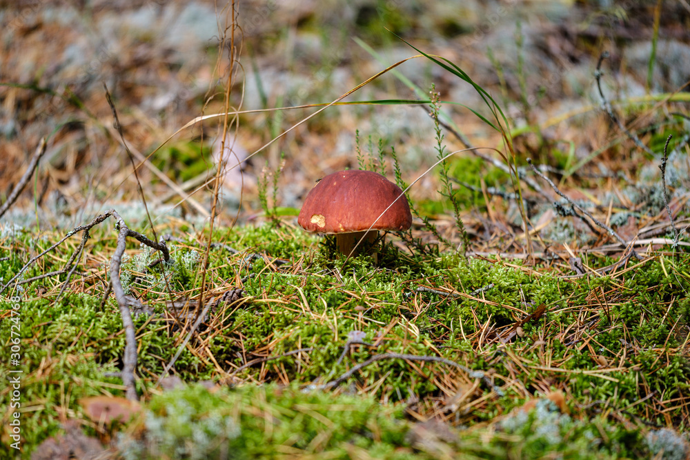 gathering mushrooms in wet autumn forest gathering mushrooms in wet autumn forest