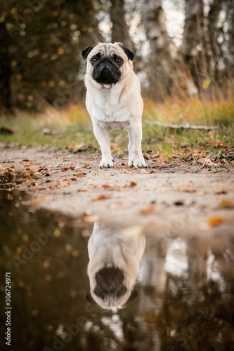 dog in park