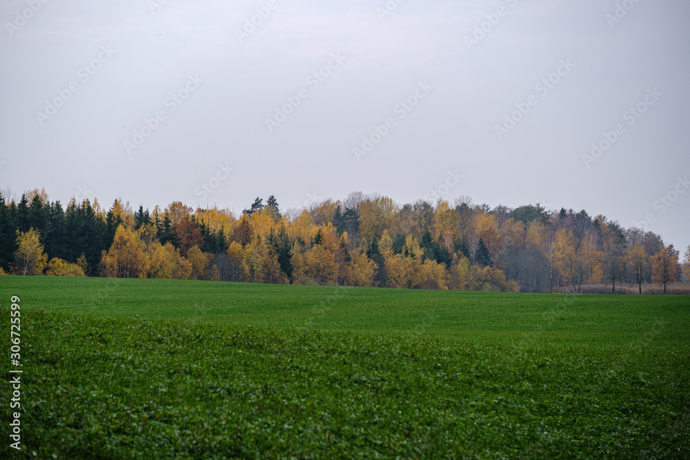 Fototapeta premium countryside fields and meadows in autumn. scenic view