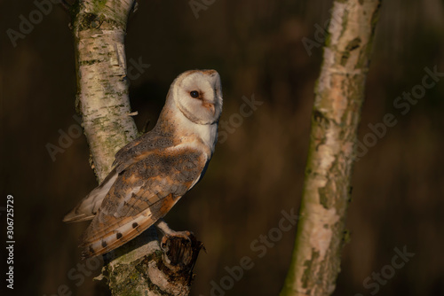 Cute and Beautiful Barn owl (Tyto alba) sitting in a tree. Blurry dark green and brown autumn background. Noord Brabant in the Netherlands. Autumn forest.