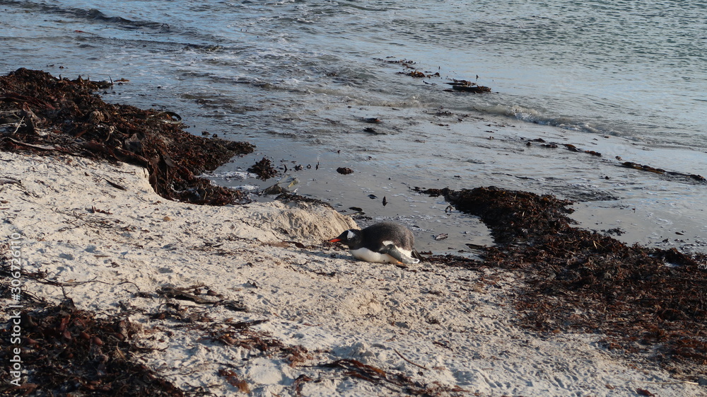 Pinguine am Strand - Falklandinseln Pinguine am Strand - Falklandinseln
