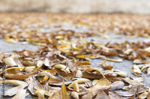 nature yellow dried leaves on concrete floor