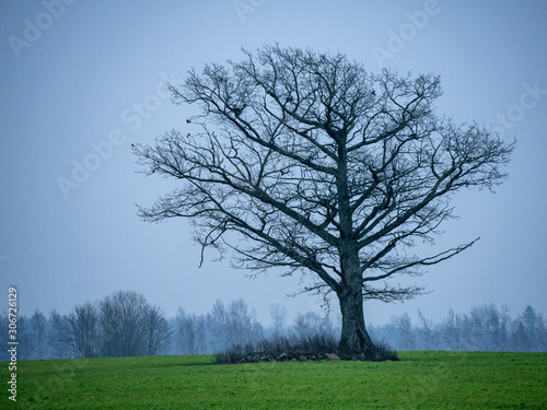 single large tree with no leaves isolated in green countryside meadow