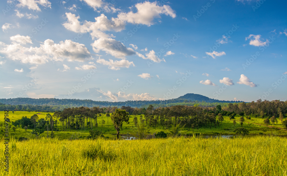 Golden meadow and pine forest with blue sky as a backdrop, beautiful views of the Tung salang luang National park, famous tourist destination in Thailand.