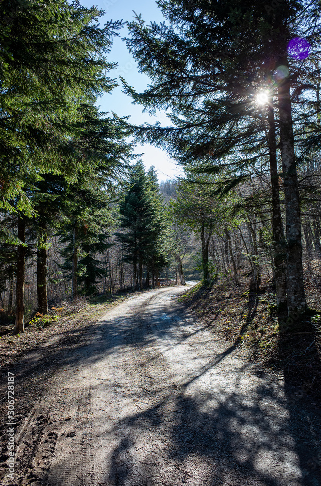 Fototapeta premium strada nel bosco
