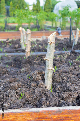 row of fresh cassava plant with plastic cover