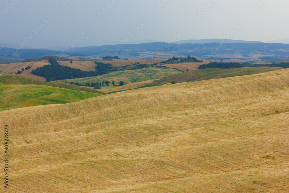 Summer trip to the vineyards and cypress trees. View of the green and yellow hills in Tuscany in Italy.