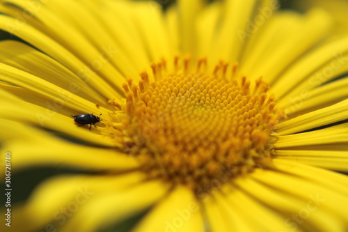 bug on yellow flower