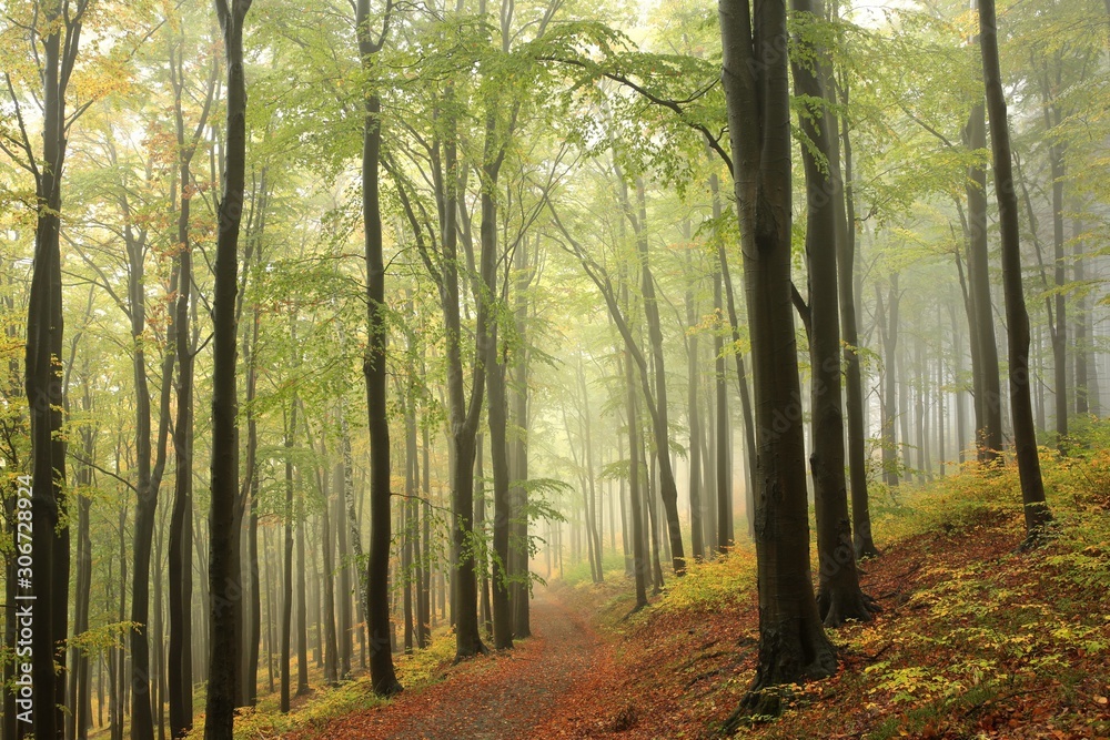 Path among beech trees through an autumn forest in a misty rainy weather Path among beech trees through an autumn forest in a misty rainy weather
