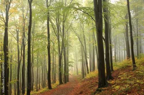 Path among beech trees through an autumn forest in a misty rainy weather