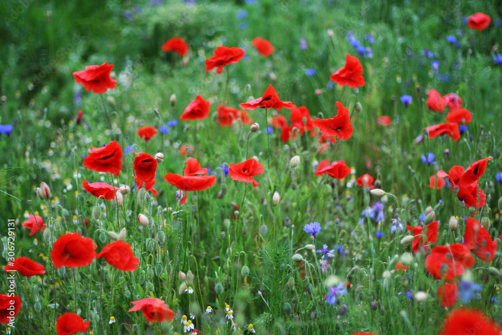 field of poppies