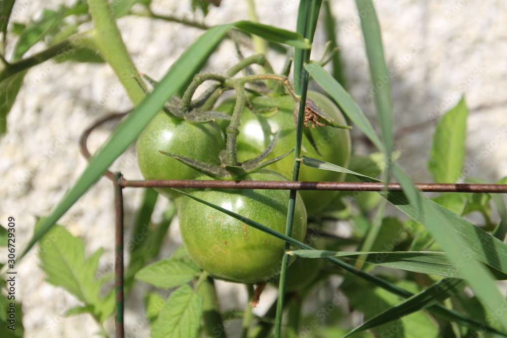 Tomatos Growing, Edmonton, Alberta Tomatos Growing, Edmonton, Alberta