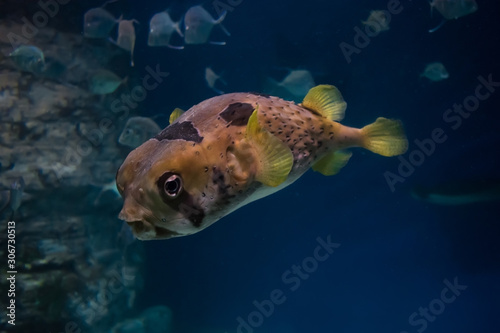 Black-blotched porcupinefish (diodon liturosus) colorful fish
