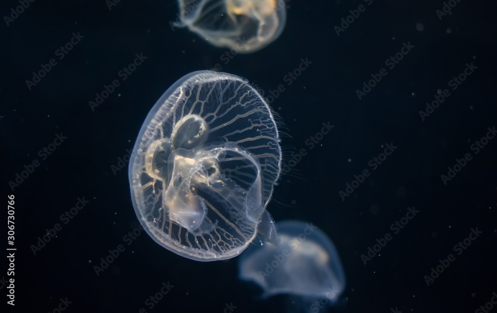 beautiful Aurelia aurita (moon jellyfish) beautiful Aurelia aurita (moon jellyfish)